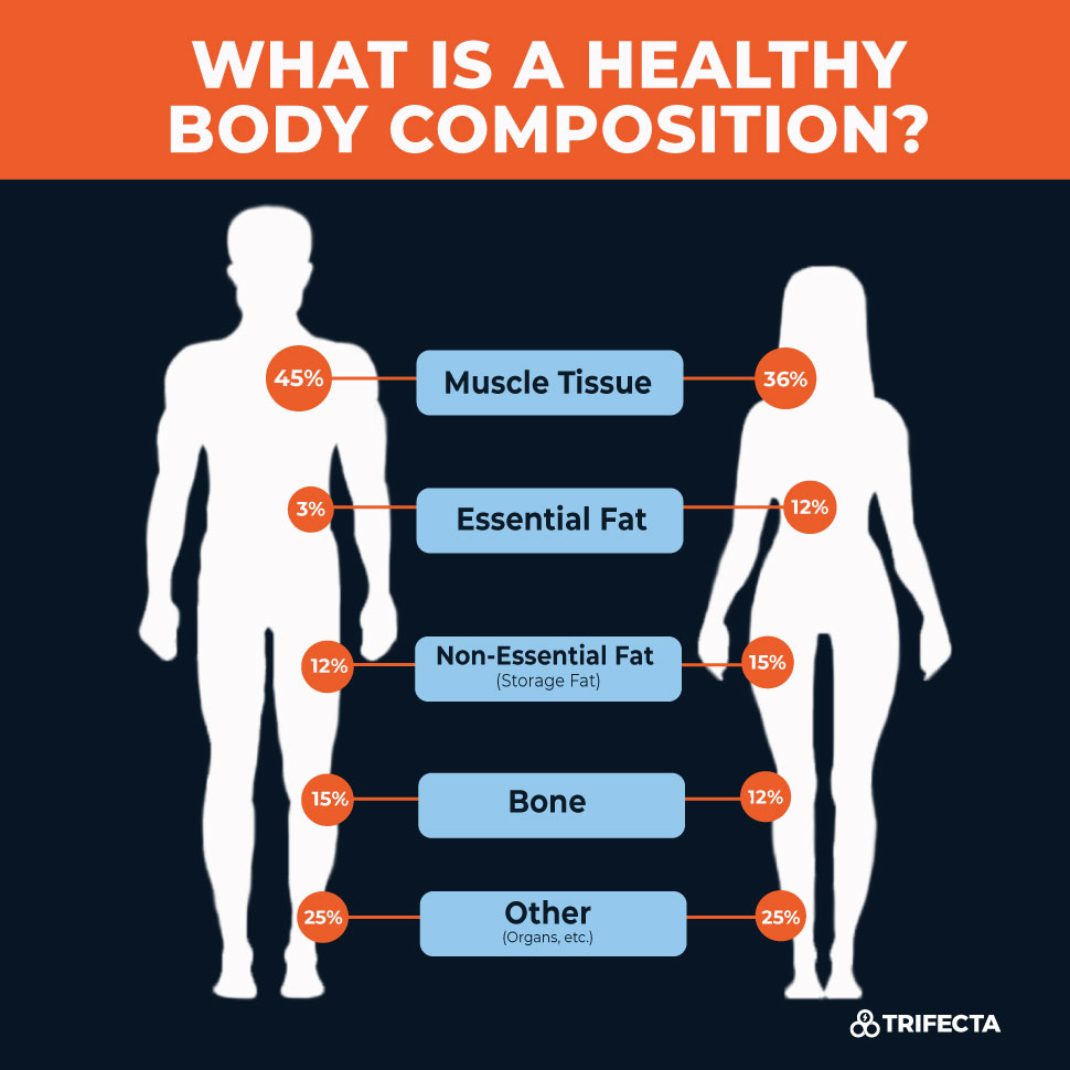 The Impact Of Understanding Body Composition On Your Health: Get All The Details